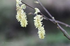 Corylopsis himalayana